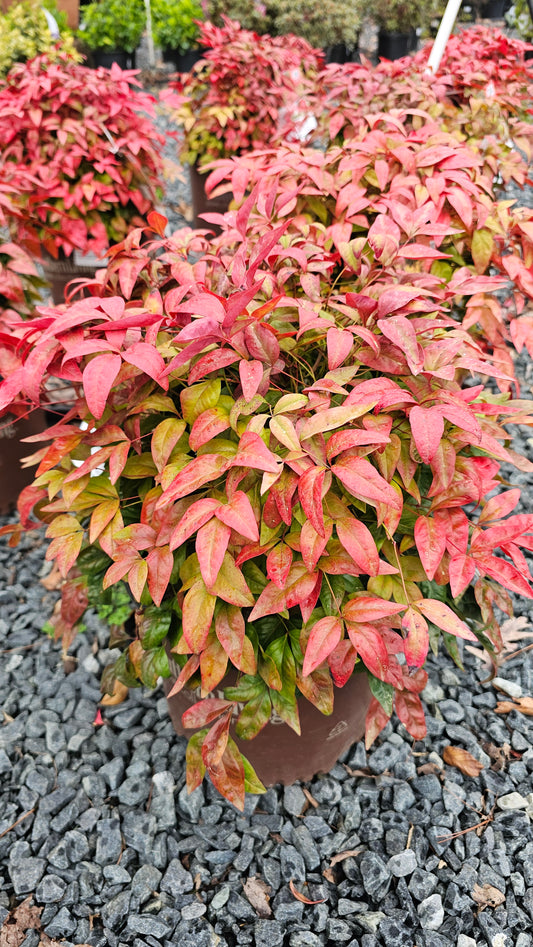 Nandina 'Blush Pink'