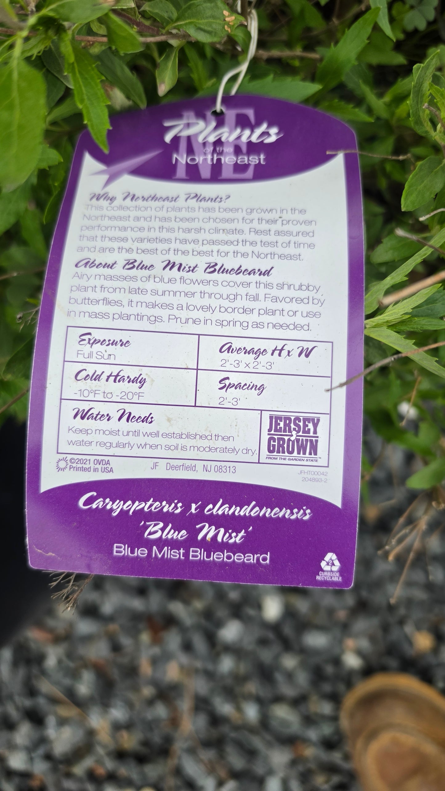 Caryopteris - Bluebeard