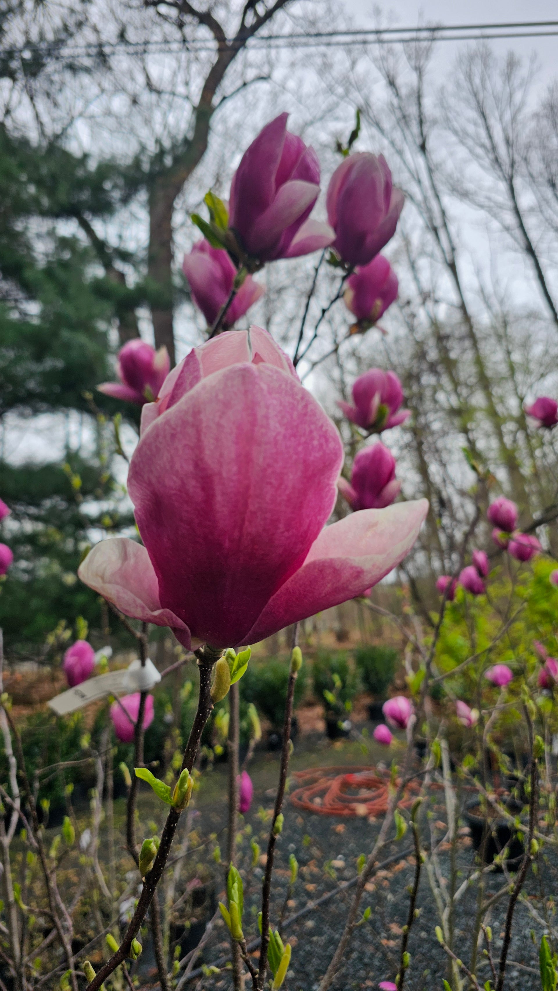 Magnolia Soulangiana