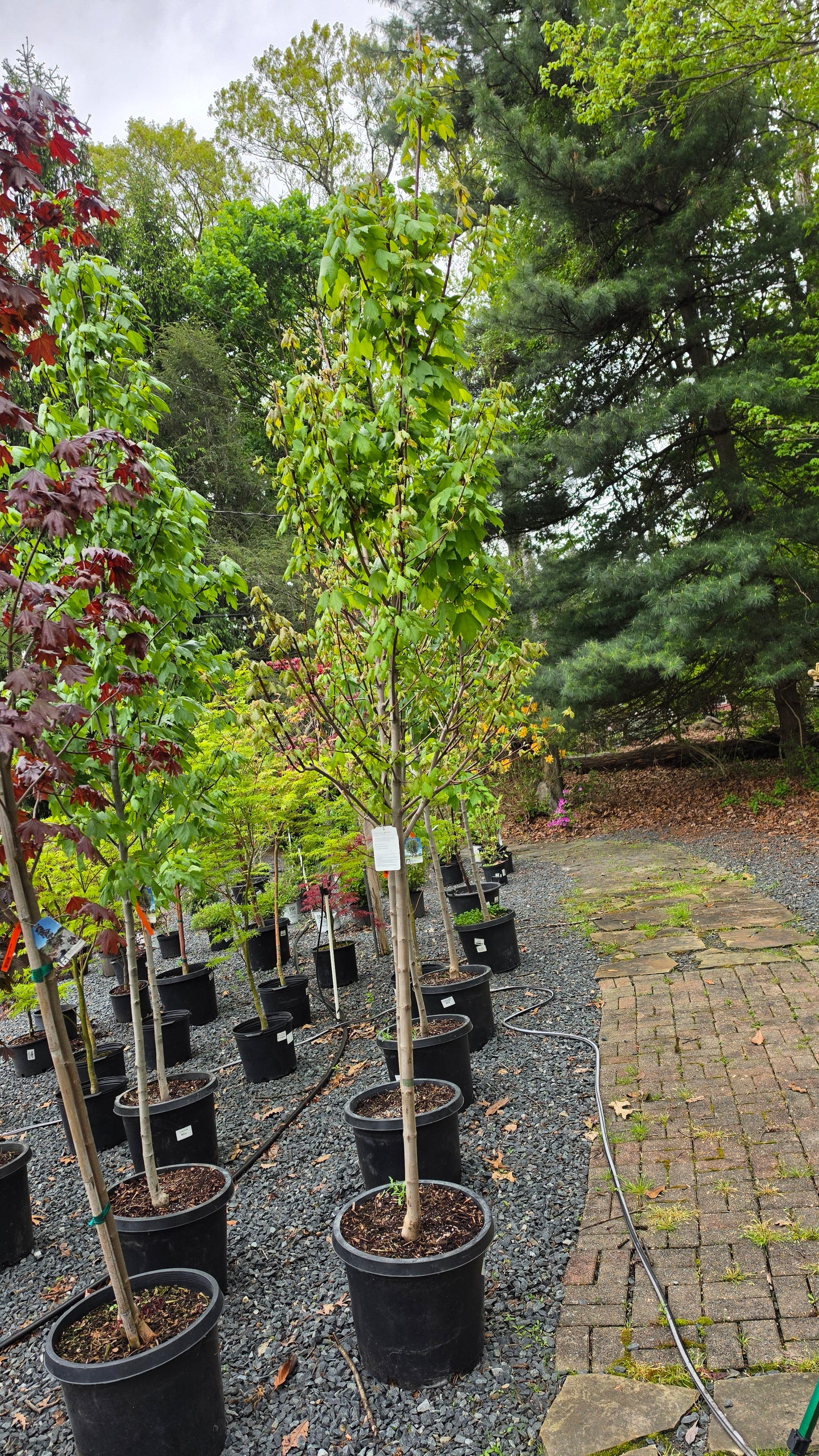 Acer rubrum 'October Glory' - Red Maple