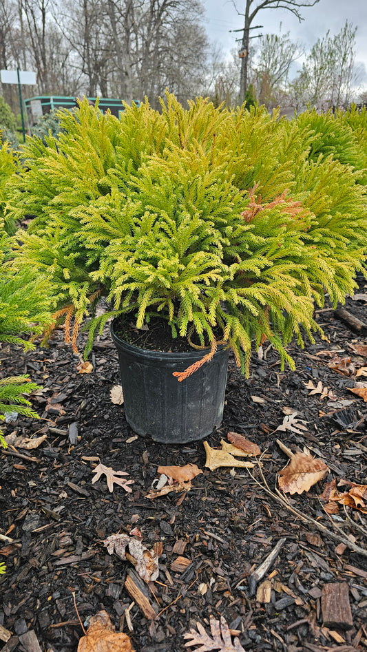 Cryptomeria Globe