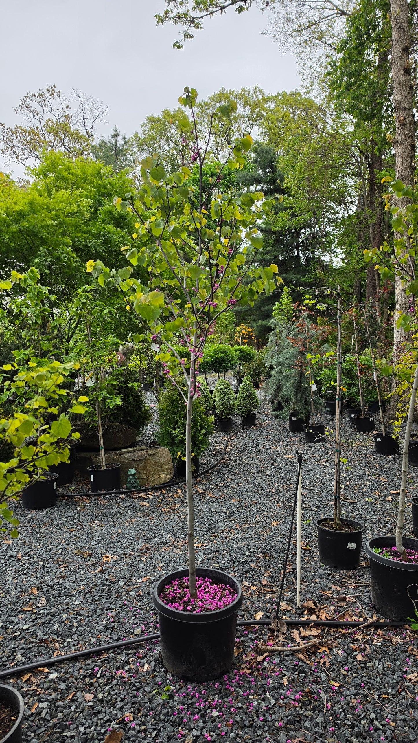 Eastern Redbud -  Cercis Canadensis