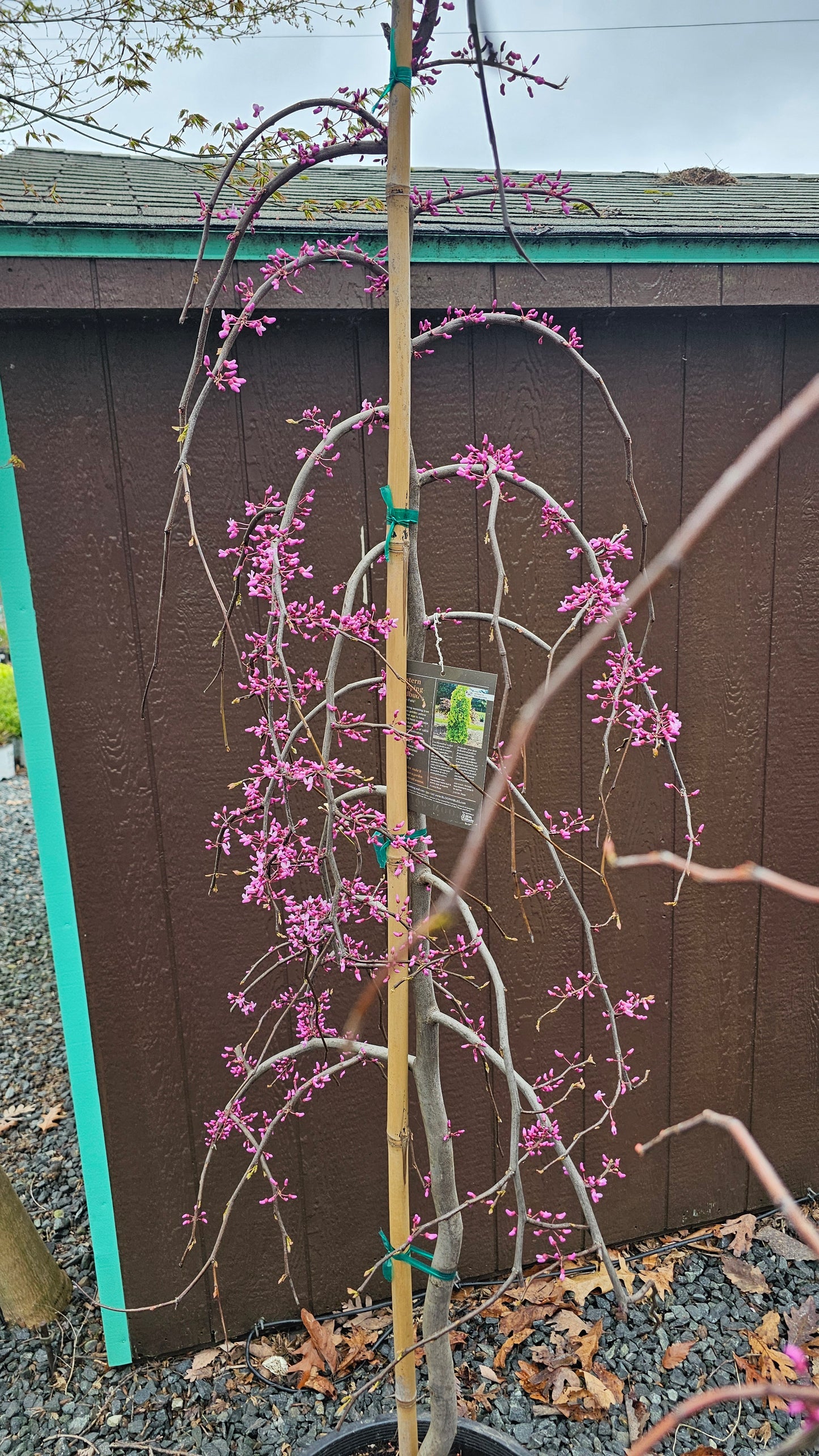 Eastern Redbud -  Cercis Canadensis