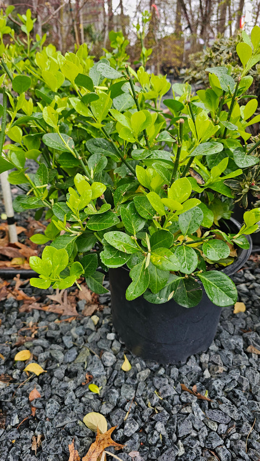 Euonymus 'Manhattan'