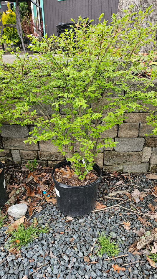 Euonyomus alatus 'Compactus' - Burning Bush