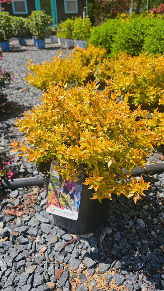 Abelia 'Kaleidoscope'