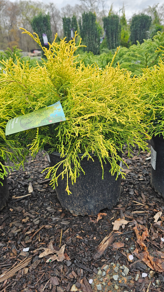 Cham. 'Gold Mop' - Jap. False Cypress