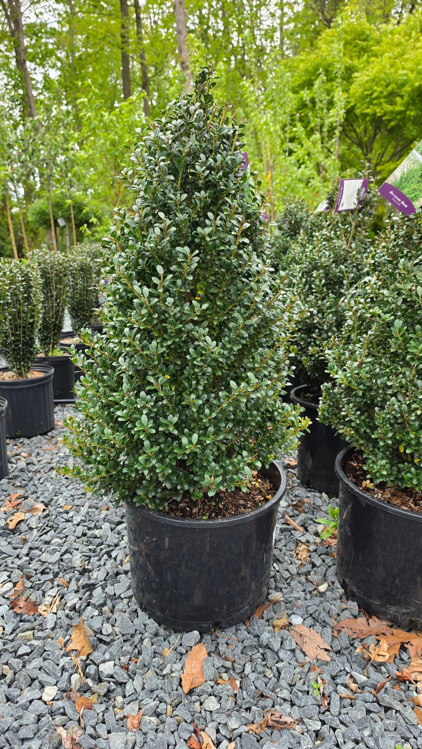Ilex 'Steeds'