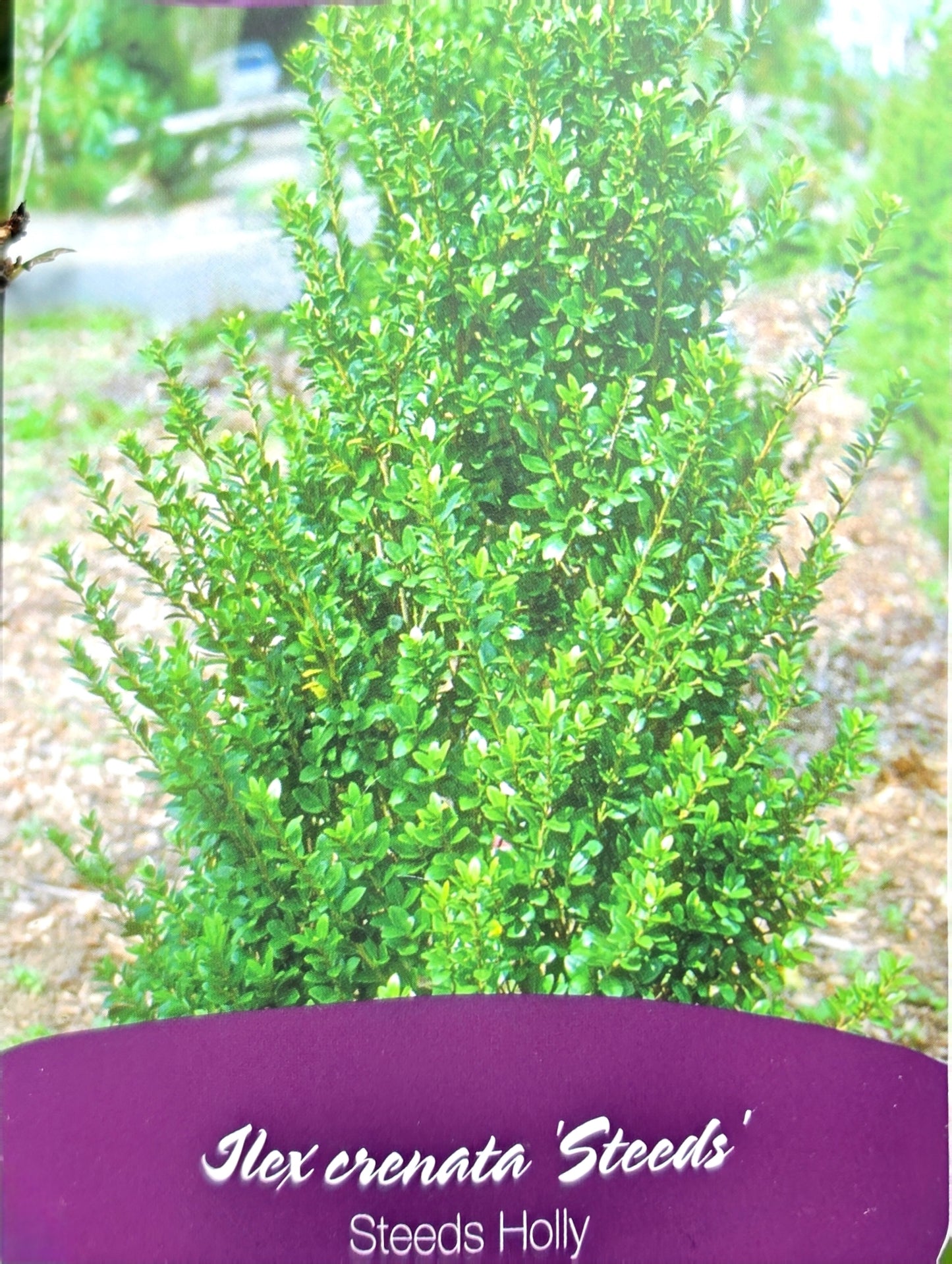 Ilex 'Steeds'