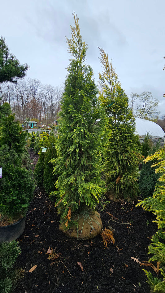 Cryptomeria Japonica 'Sekkan Sugi' - Jap. Cedar