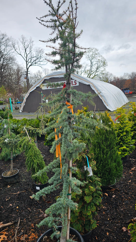 Cedrus 'Glauca' - Blue Atlas Cedar
