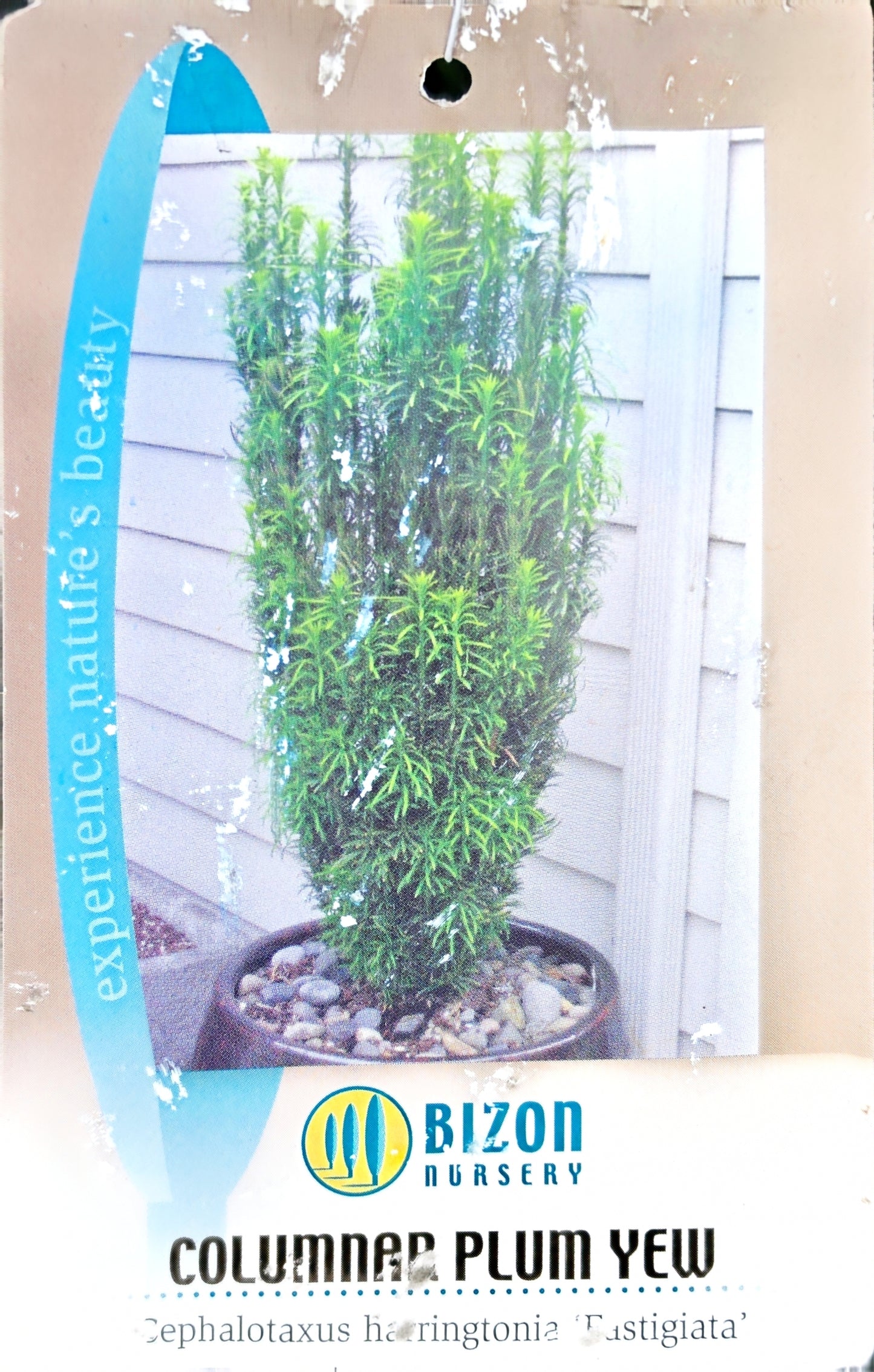 Cephalotaxus 'Fastigiata' - Upright Jap. Plum Yew