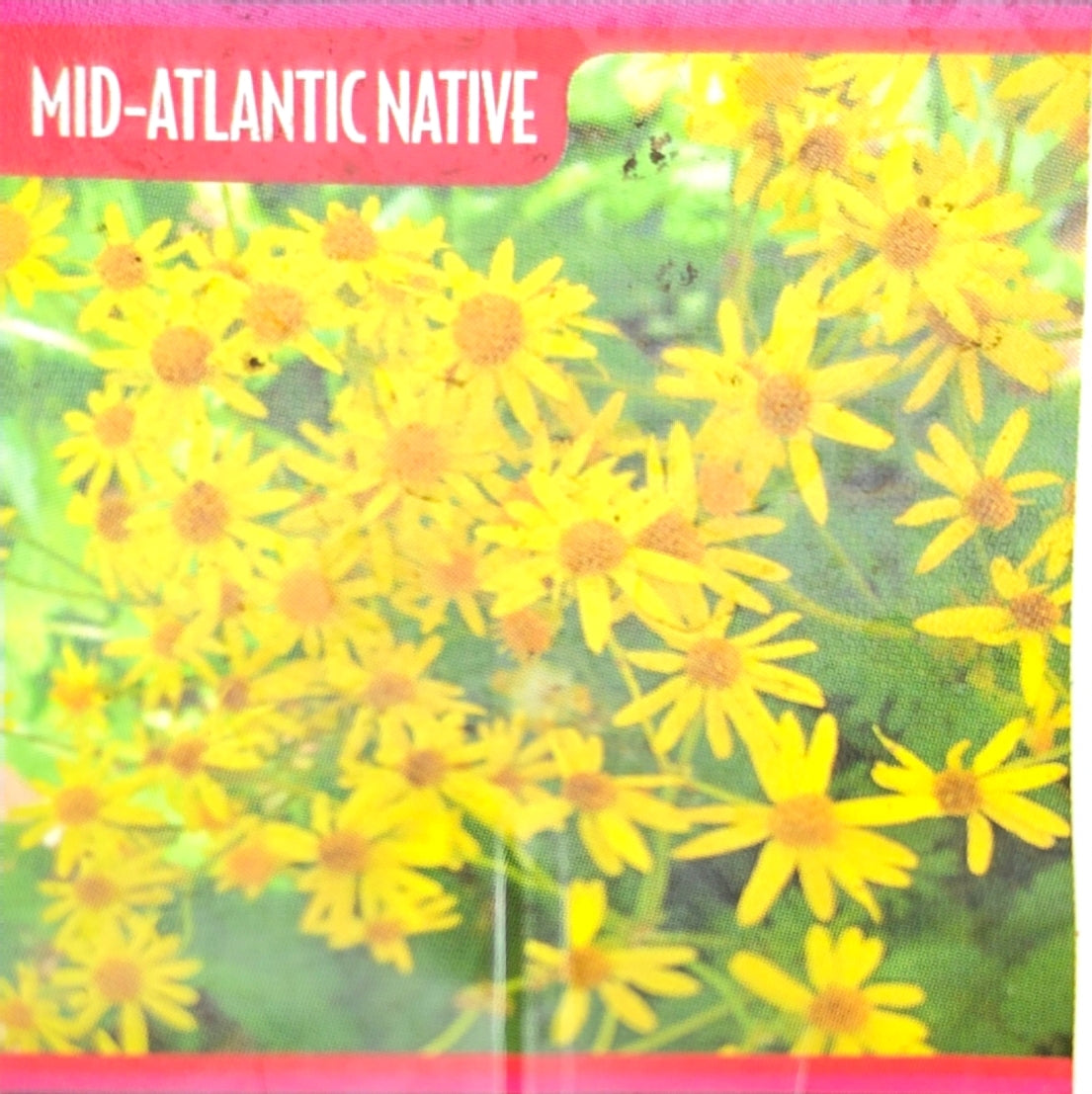 Golden Ragwort