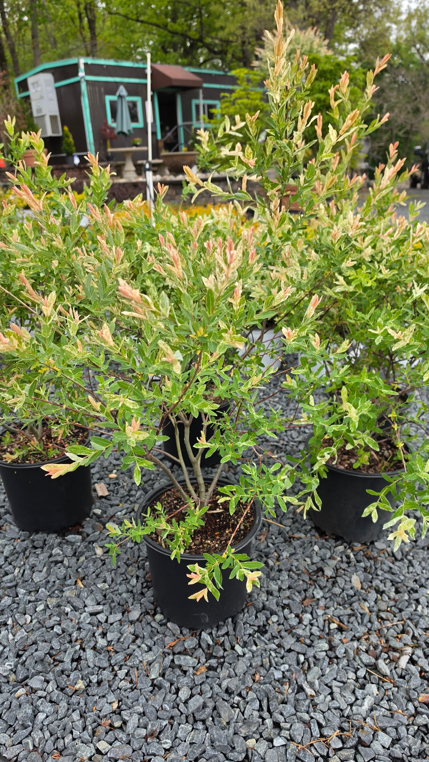 Salix 'Hakuro Nishiki' - Dappled Willow