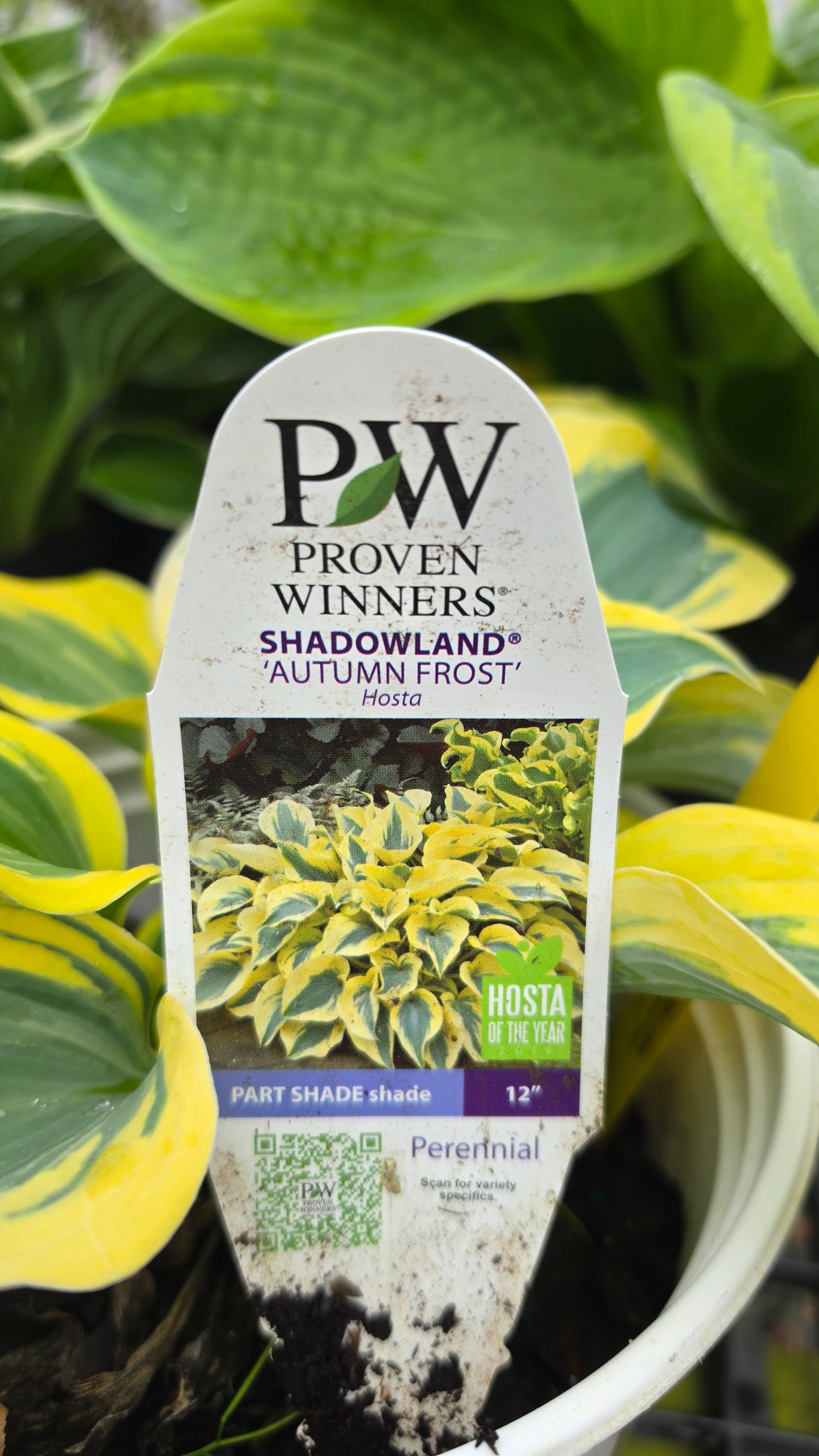 Hosta