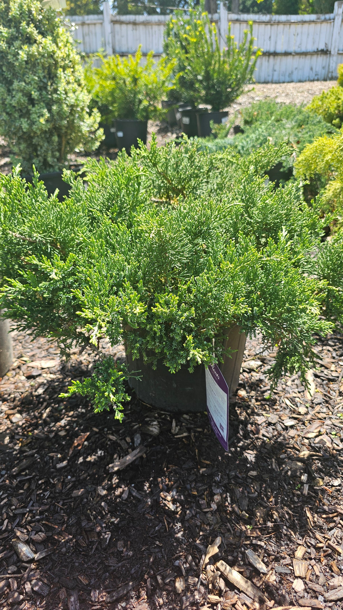 Juniper Shrubs