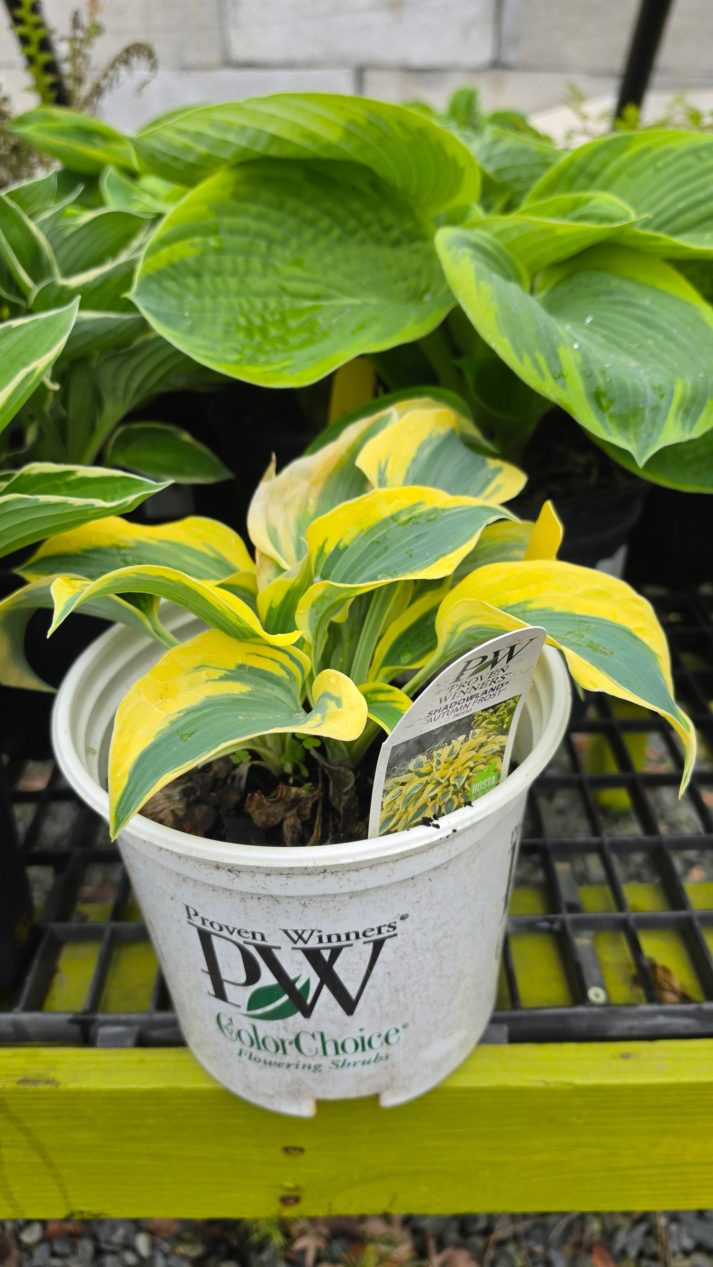 Hosta