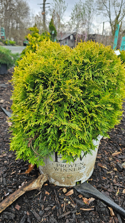 Thuja 'Anna's Magic Ball' - Arborvitae shrub