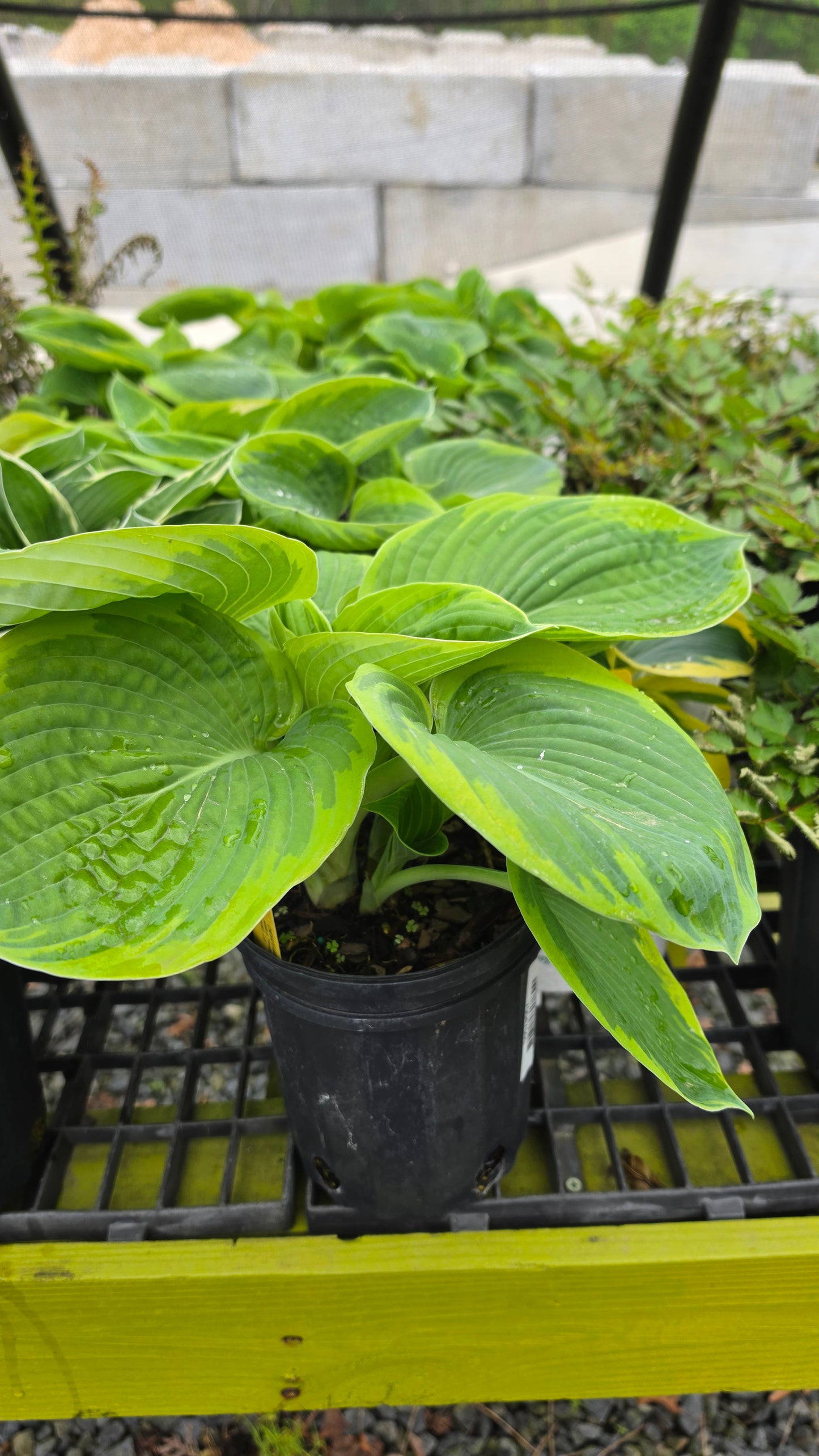Hosta