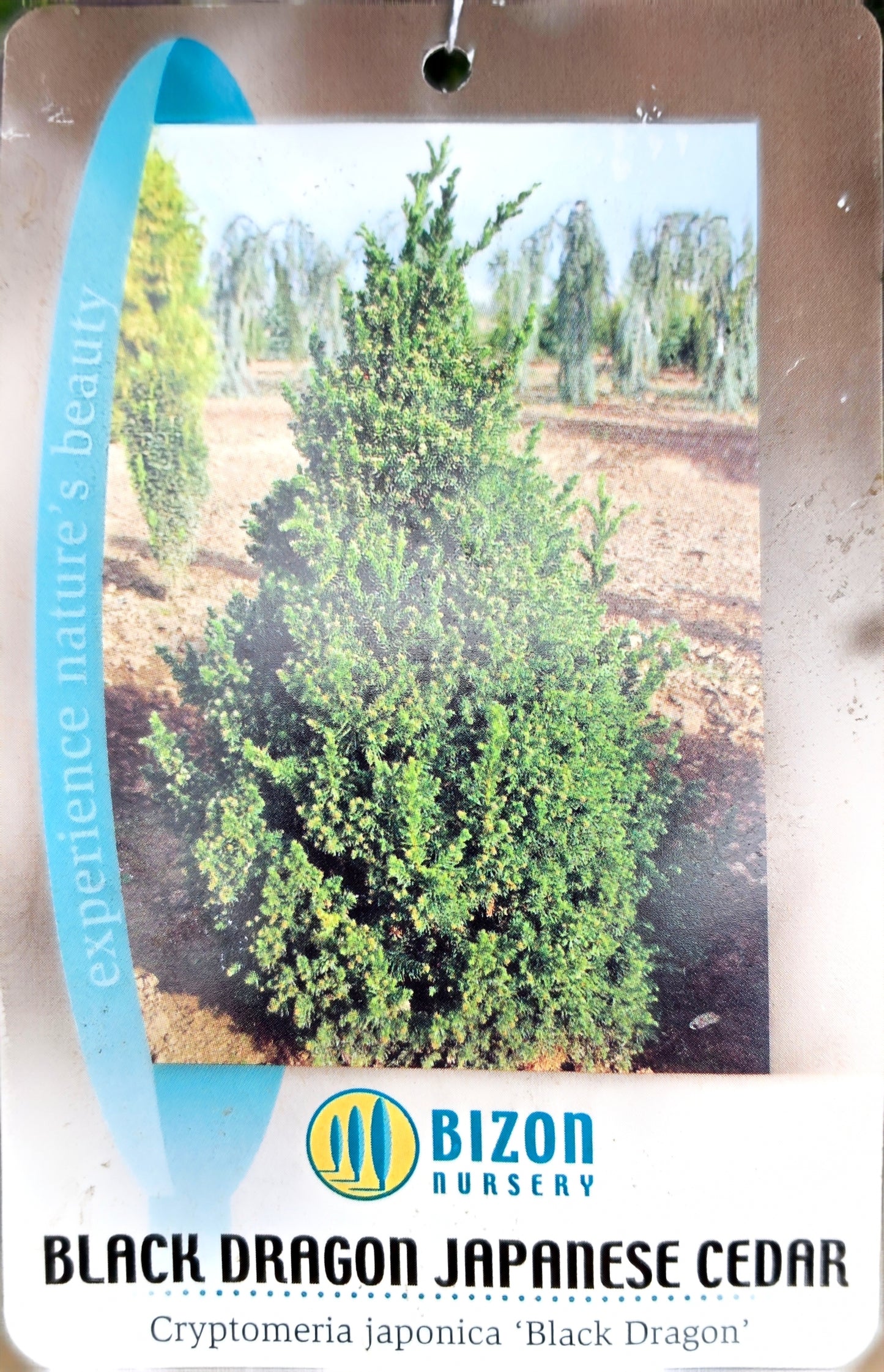 Cryptomeria japonica 'Black Dragon' #3