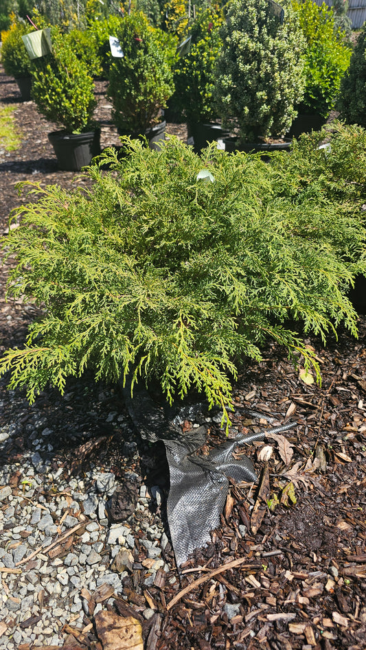 Microbiota 'Celtic Pride' - Russian Cypress