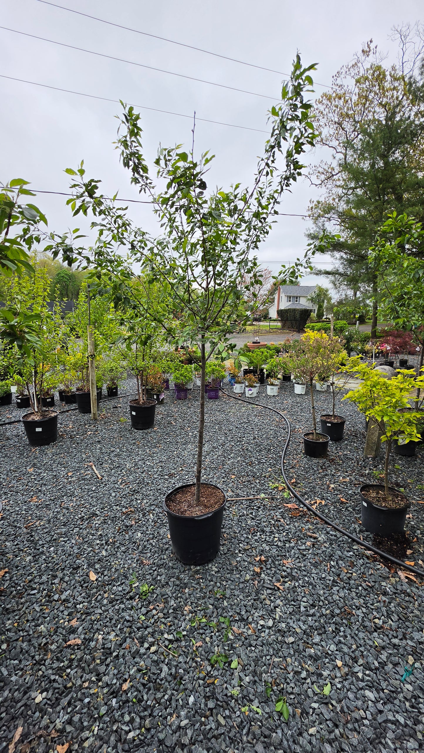 Prunus x yedoensis - Yoshino