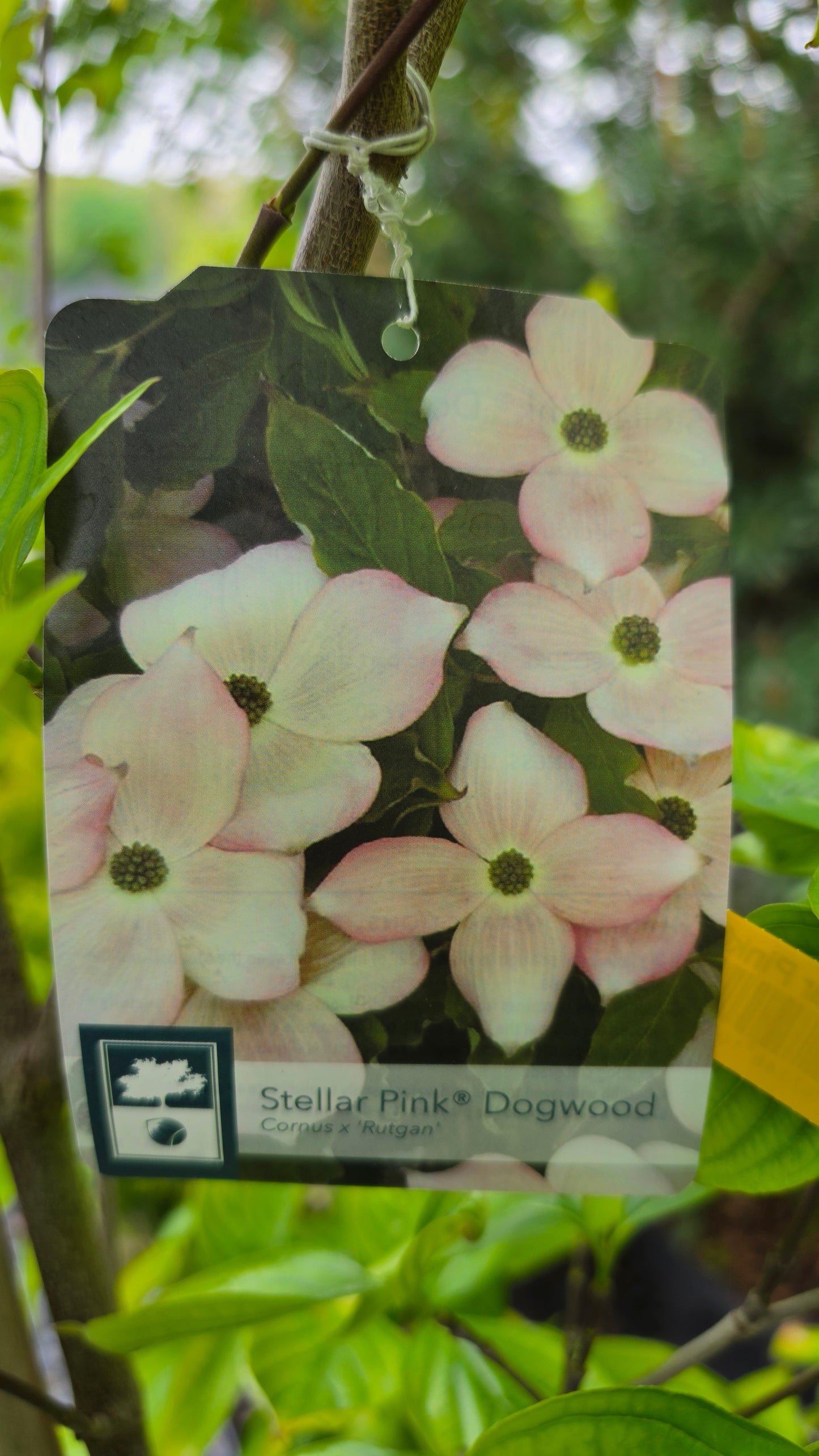 Cornus 'Stellar Pink'