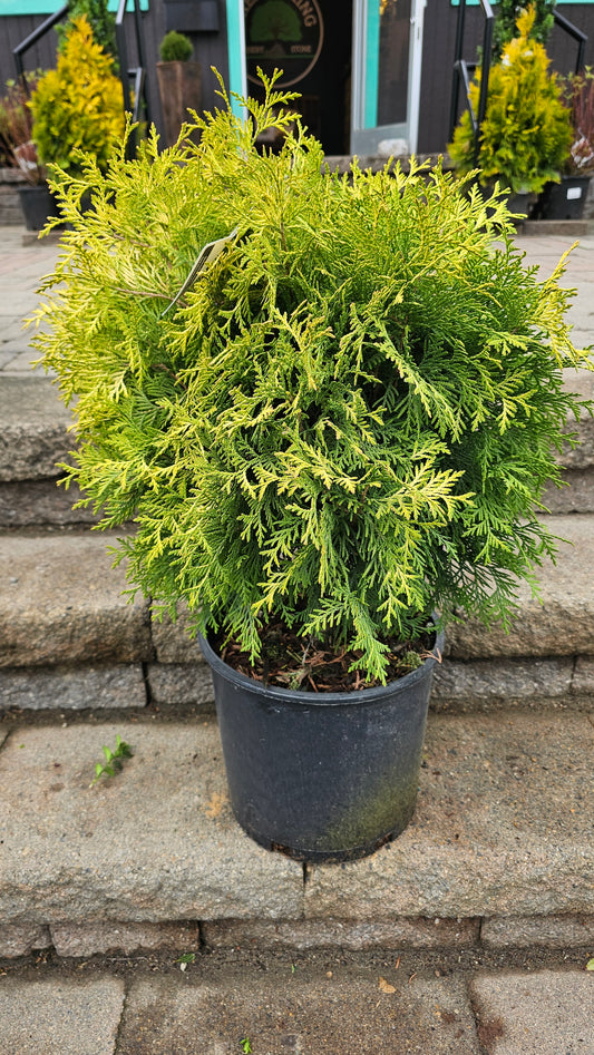 Thuja occidentalis 'Golden Globe' - Arborvitae Shrub