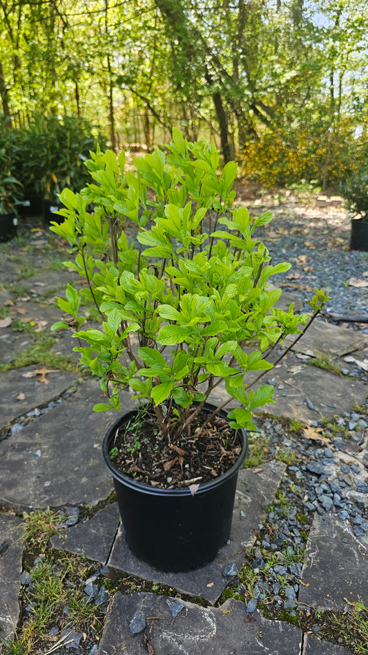 Clethra 'Ruby Spice'