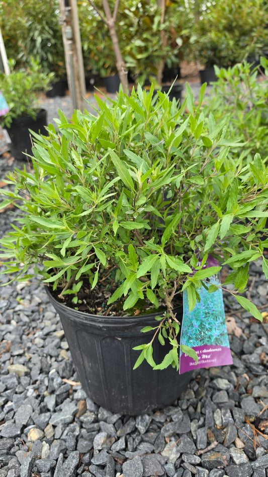 Caryopteris - Bluebeard