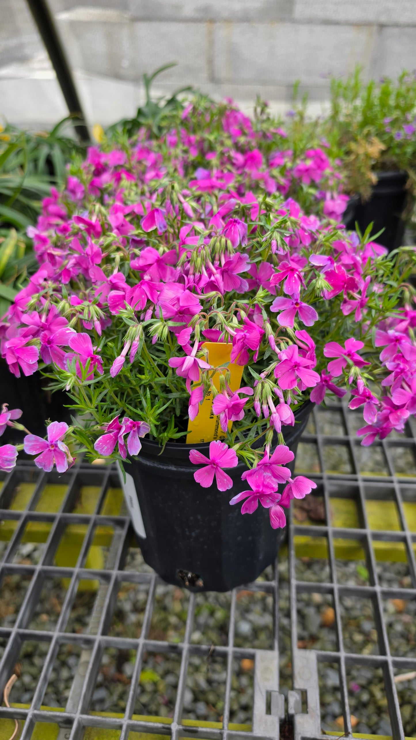 Phlox