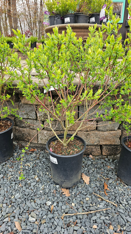Salix 'Hakuro Nishiki' - Dappled Willow