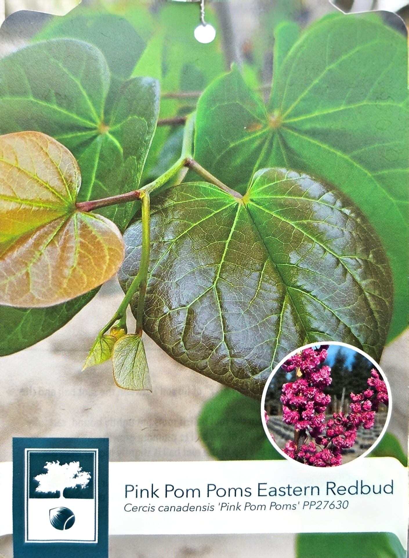 Eastern Redbud -  Cercis Canadensis
