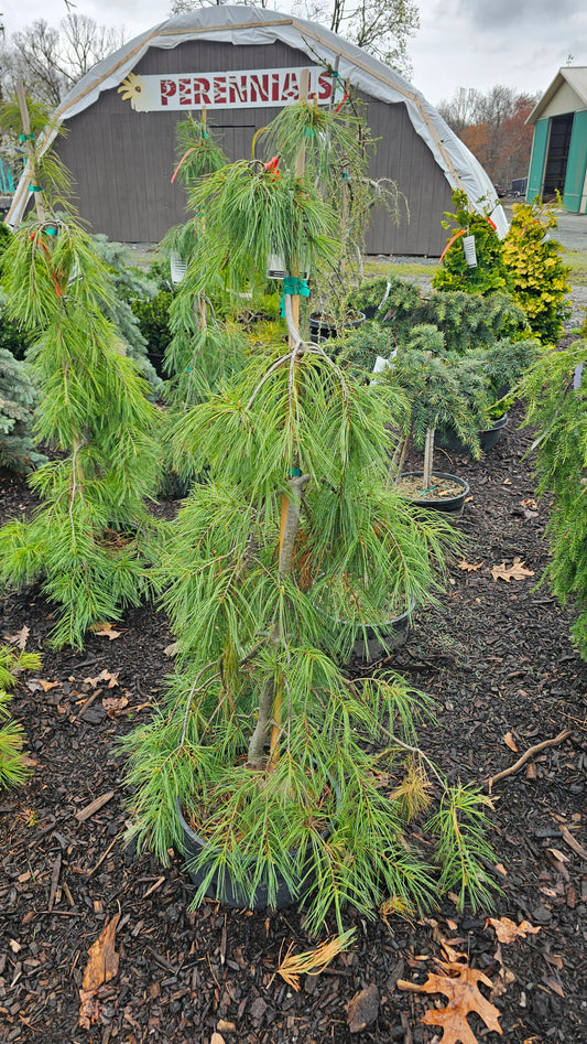Pinus strobus 'Angel Falls' - Weeping Eastern Pine