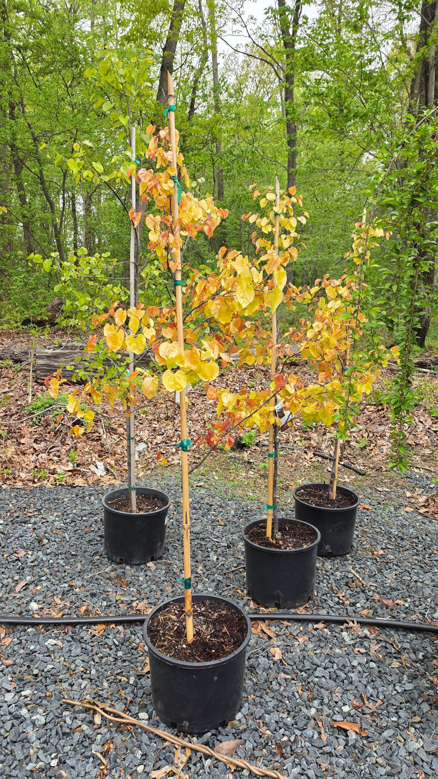 Eastern Redbud -  Cercis Canadensis