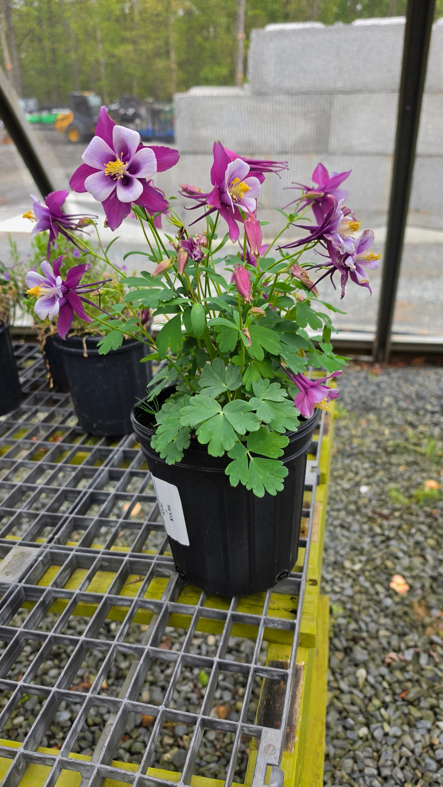 Aquilegia Earlybird 'Purple White'