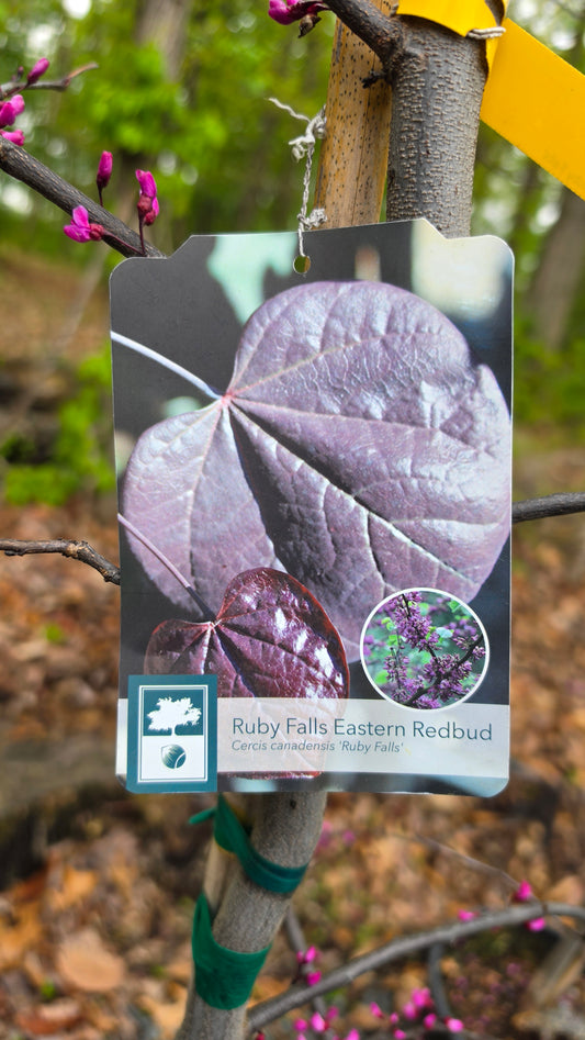 Eastern Redbud -  Cercis Canadensis