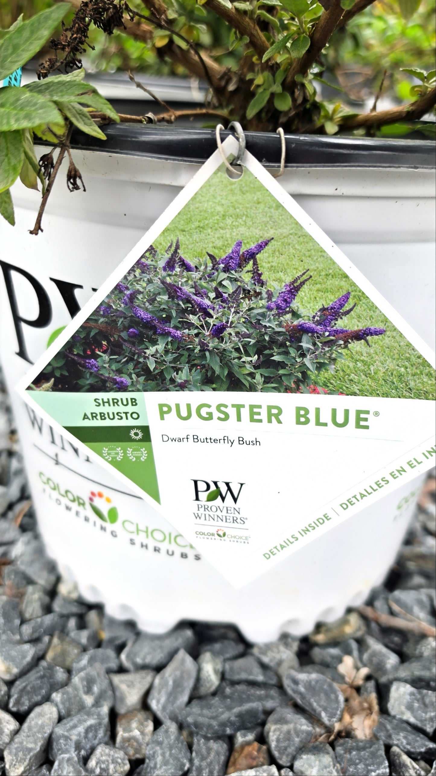 Buddleia 'Pugster'
