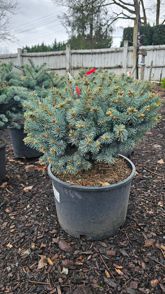 Picea pungens 'Glauca Globosa'