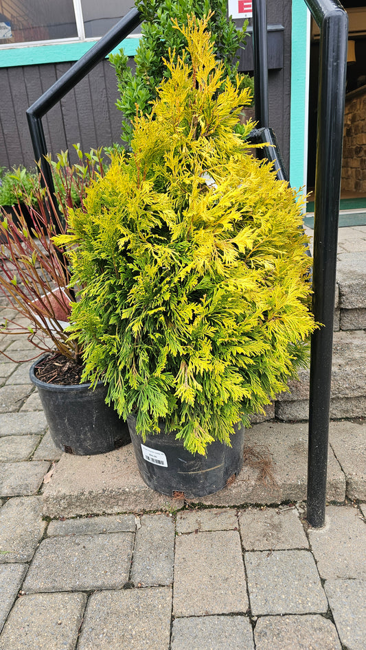 Thuja 'Forever Goldy' - Arborvitae shrub