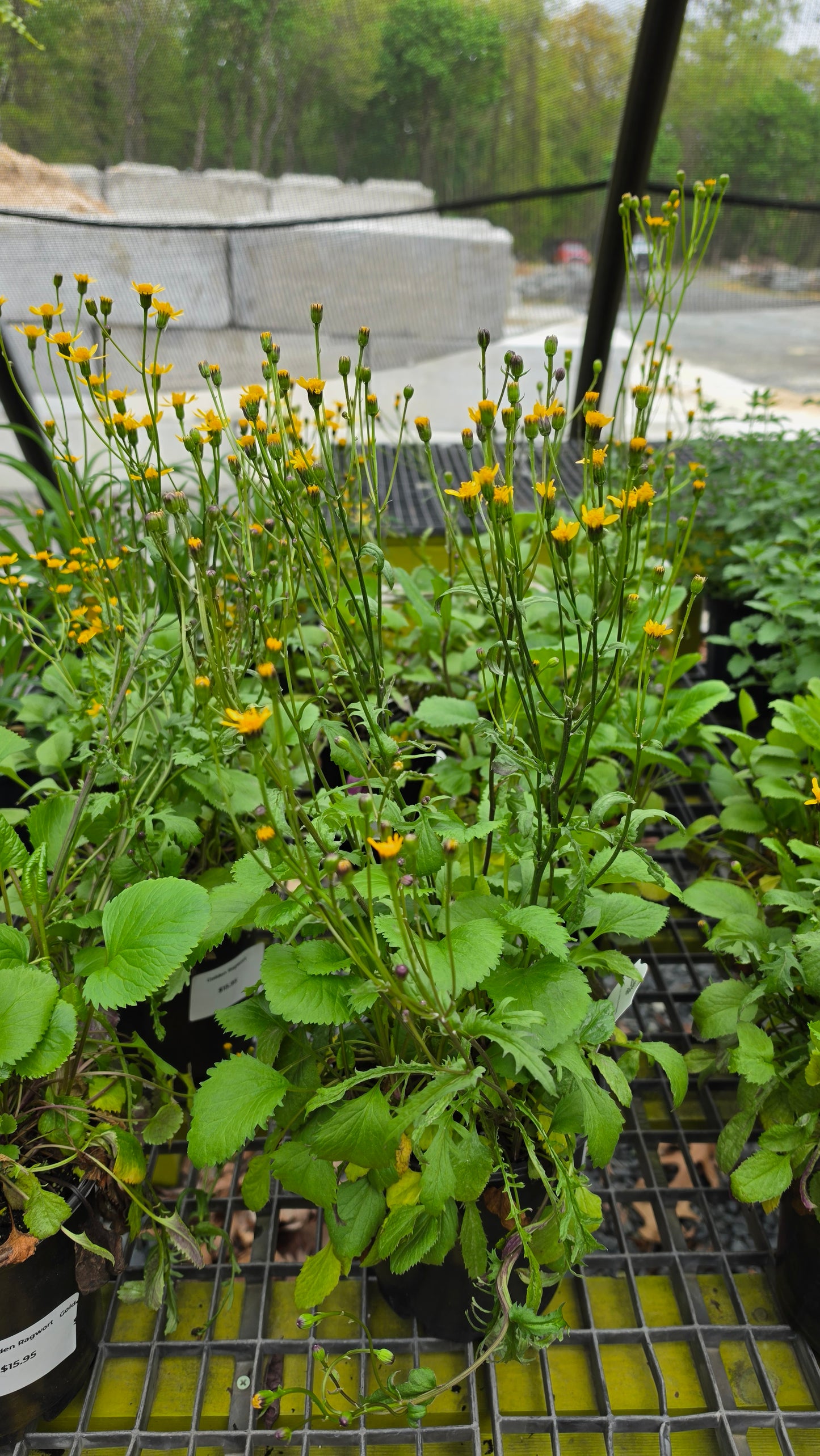 Golden Ragwort