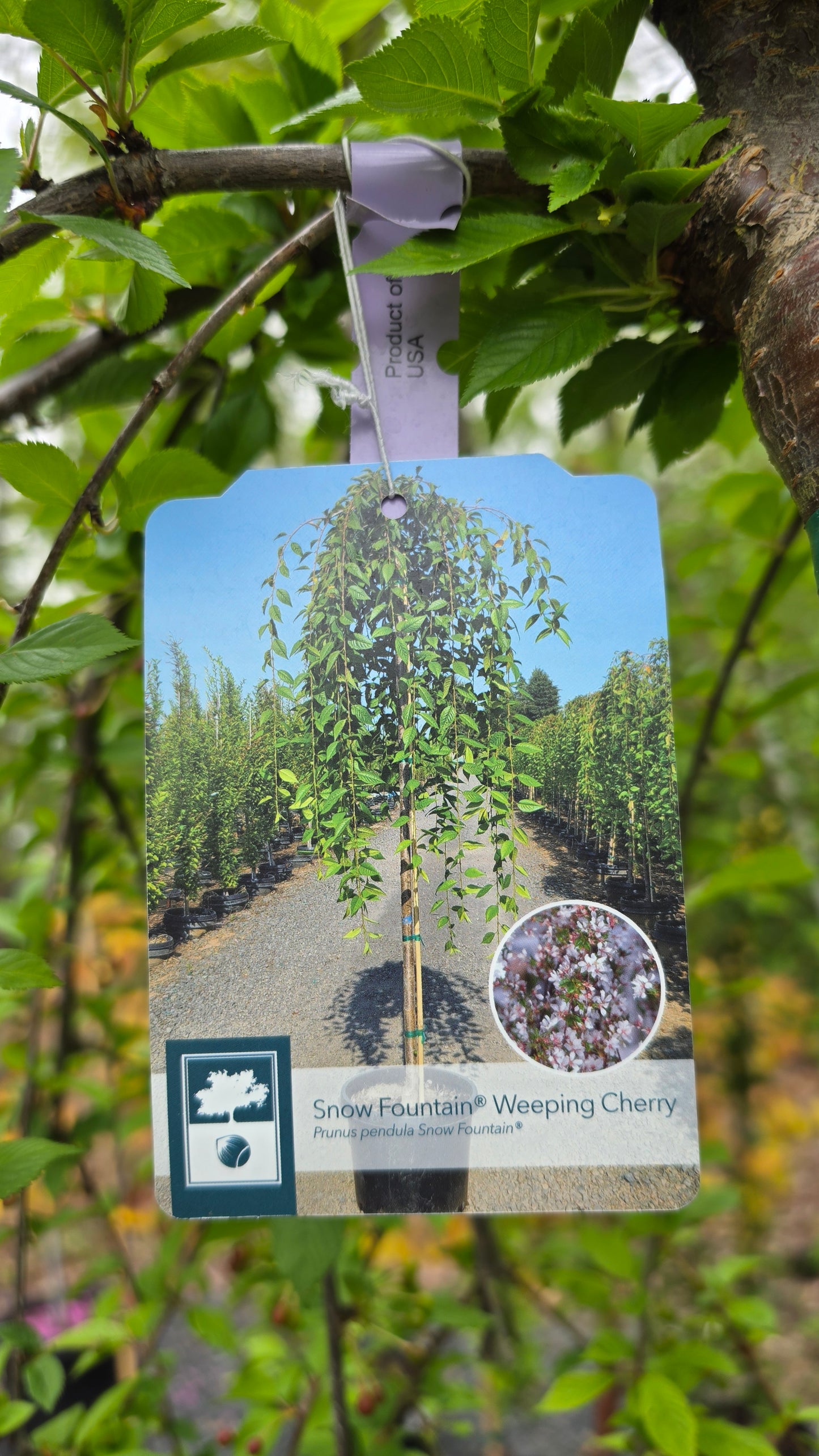 Prunus Snow Fountain - Weeping Cherry