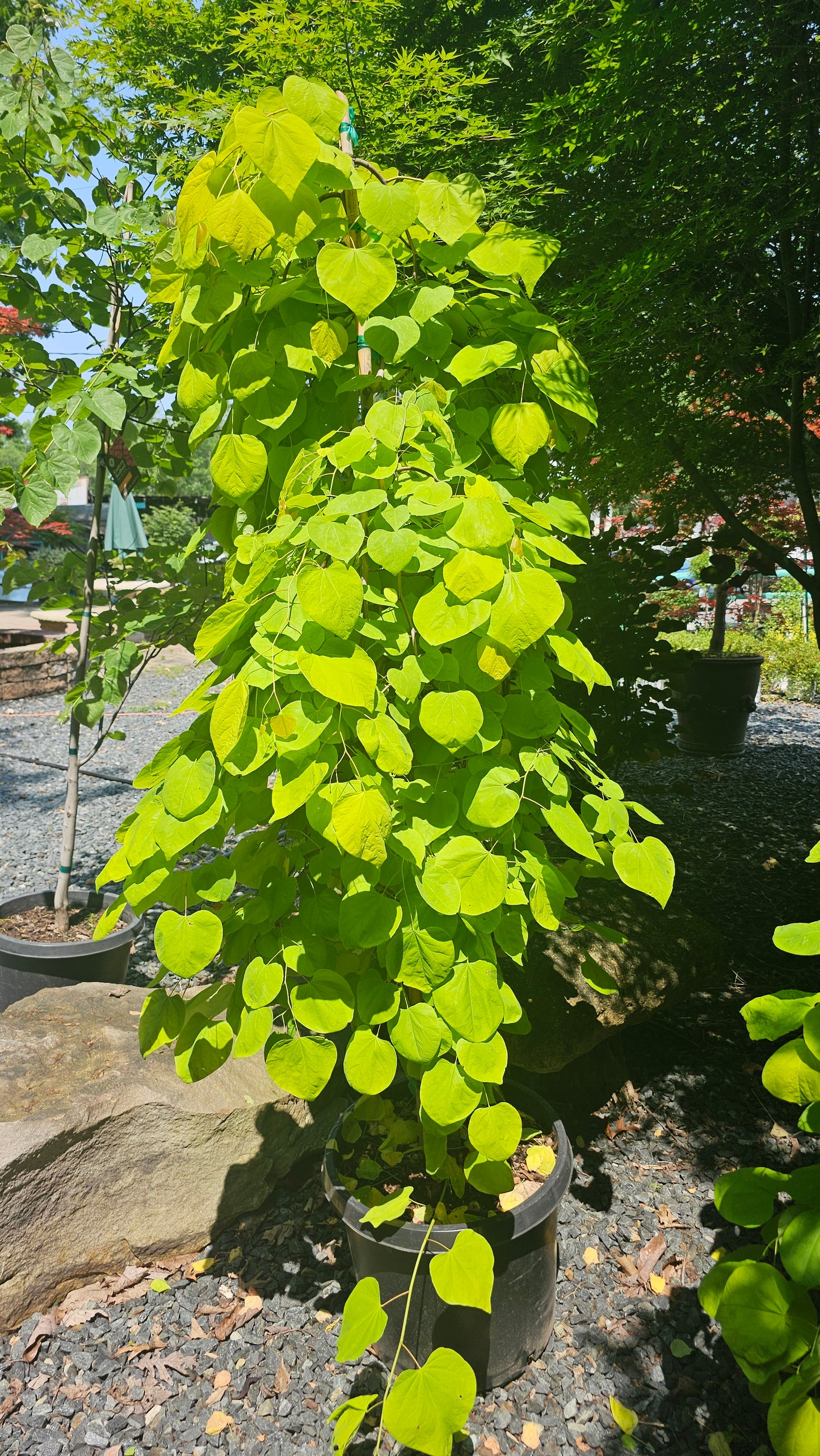 Eastern Redbud -  Cercis Canadensis