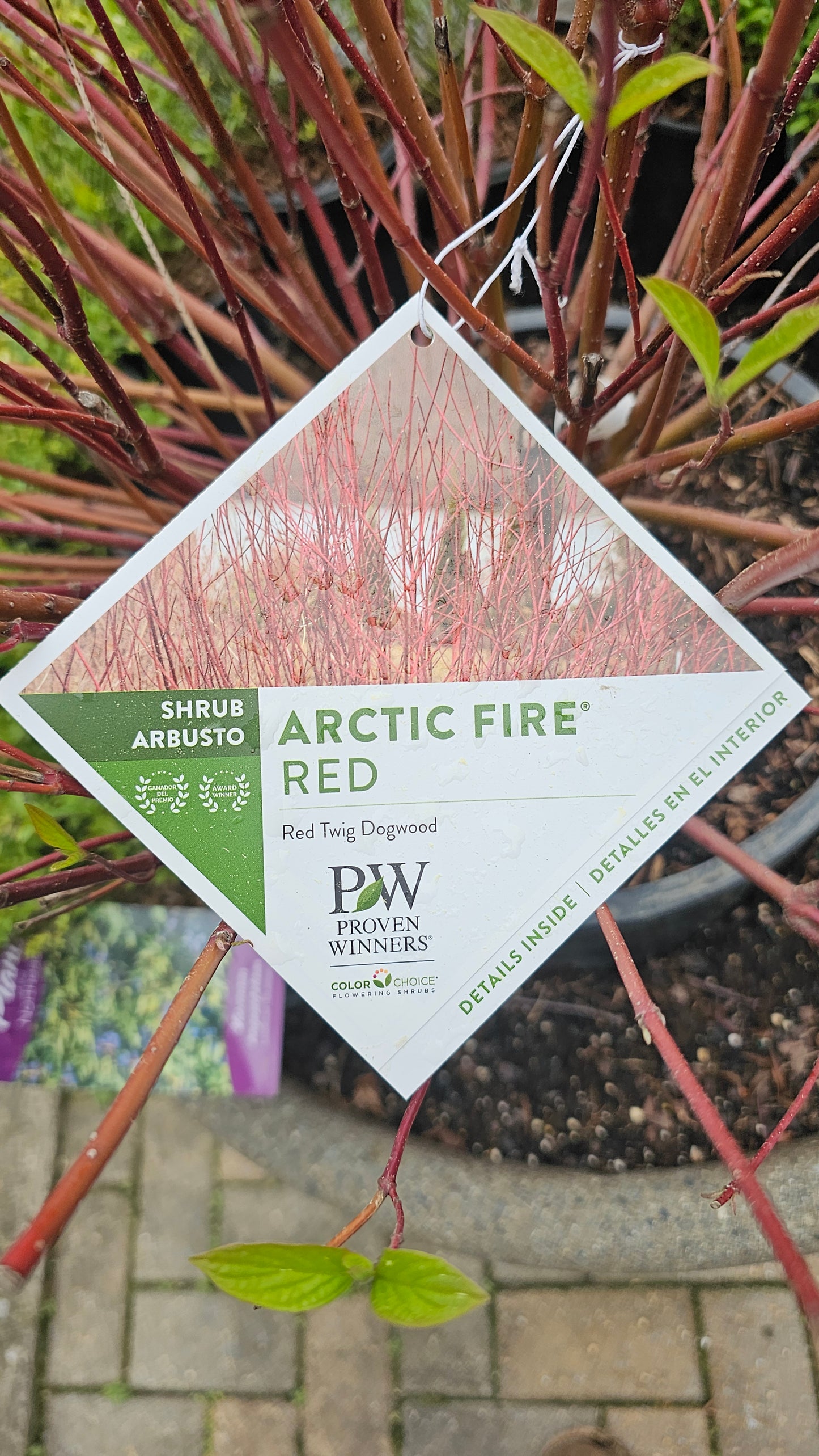 Cornus Artic Fire Red - Red Twig Dogwood