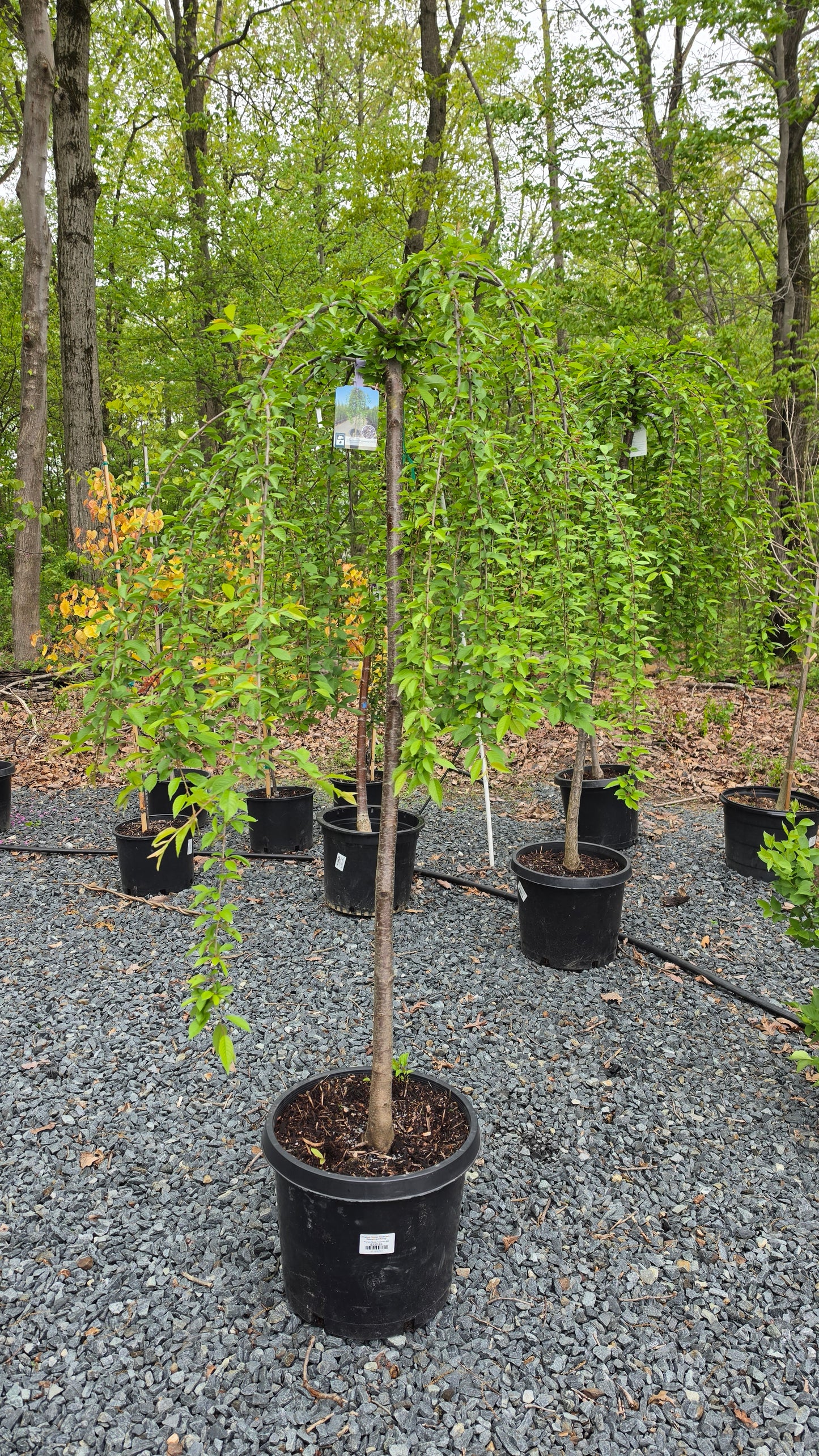 Prunus Snow Fountain - Weeping Cherry