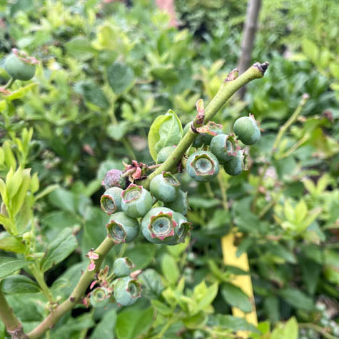 Vaccinium 'Patriot'